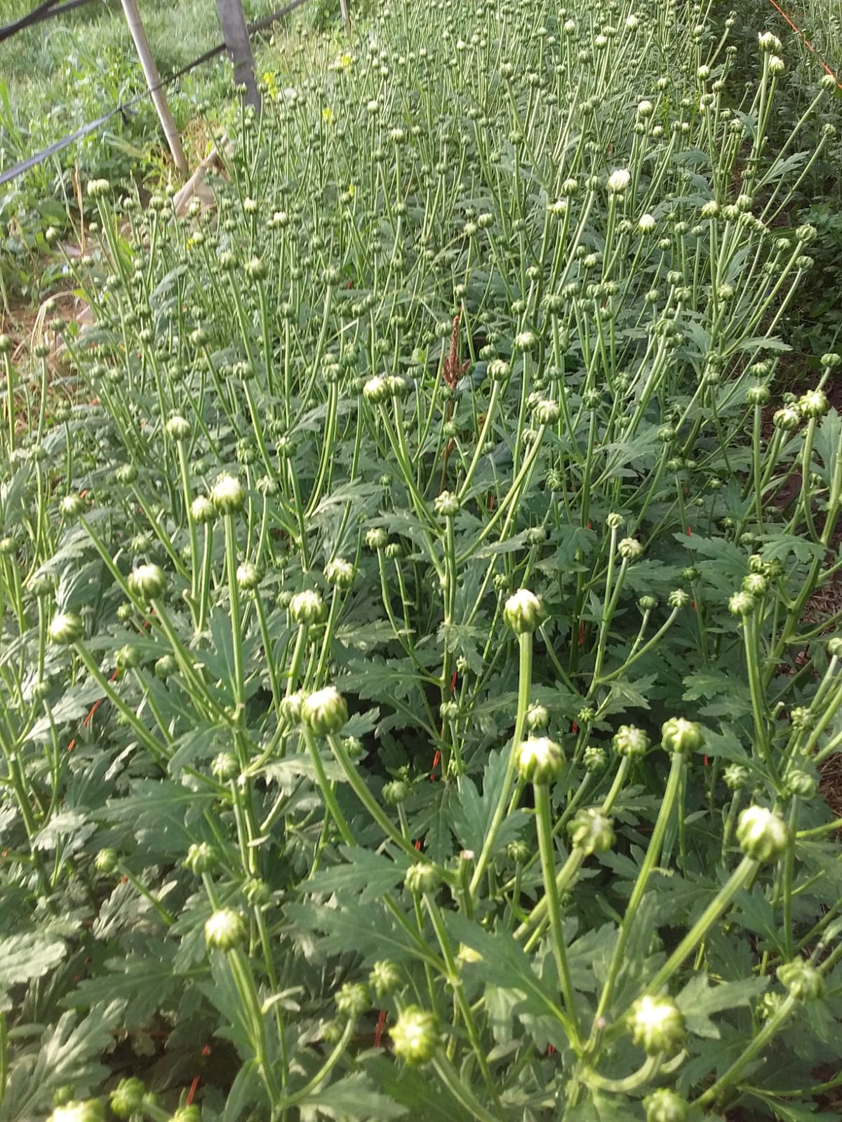 Producción 4